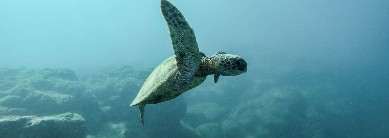 Laura Cragon Top real estate agent in Franklin