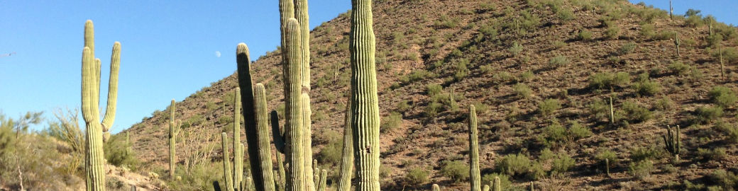 Joyce Tawes Top real estate agent in Scottsdale