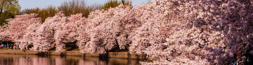 Abi Paulsen Top real estate agent in Washington