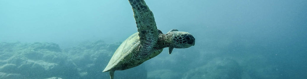 Marissa Young Top real estate agent in Vero Beach