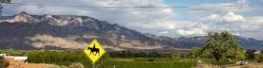 Molly Miller Top real estate agent in Albuquerque