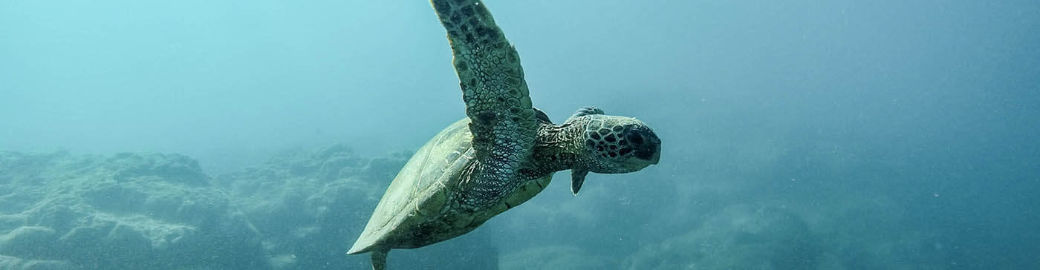 Wendy Gulla Top real estate agent in Gig Harbor