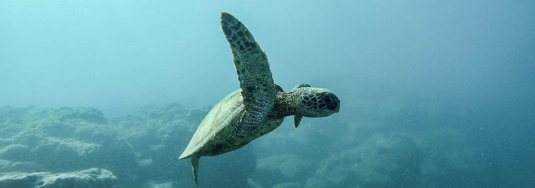 Monica Hernandez Top real estate agent in Whittier