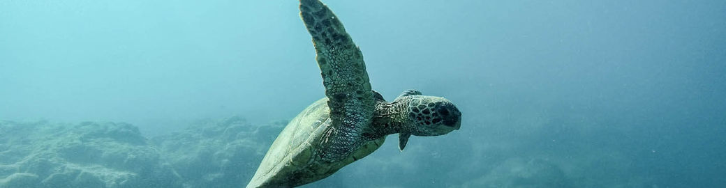 Holly Grate Top real estate agent in Championsgate