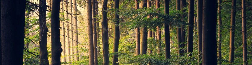 Colleen Thorsen Top real estate agent in Bellingham