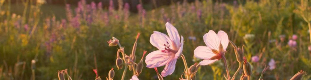 Nichole Jones Top real estate agent in Riverton