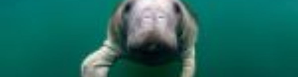 Kim Sibley Top real estate agent in Inglis