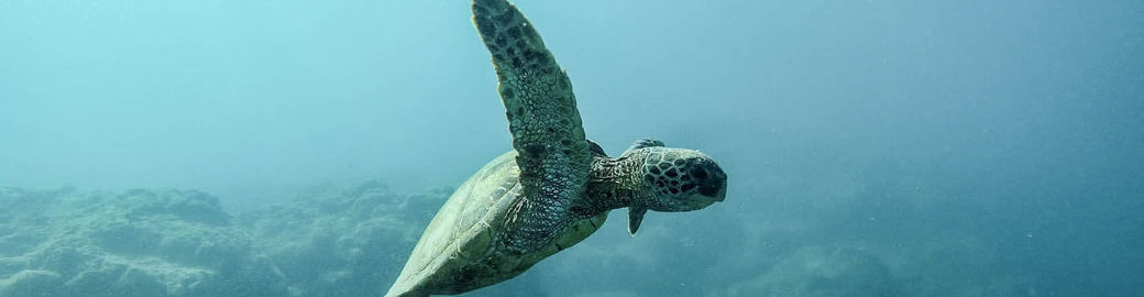 Elise McMahon Top real estate agent in Cape Coral